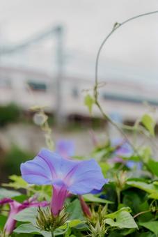 朝顔 朝顔の写真
