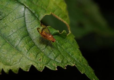 ヒラヤマシマバエの写真