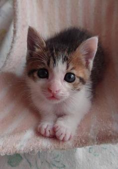 おねだりにゃんこ おねだりにゃんこの写真