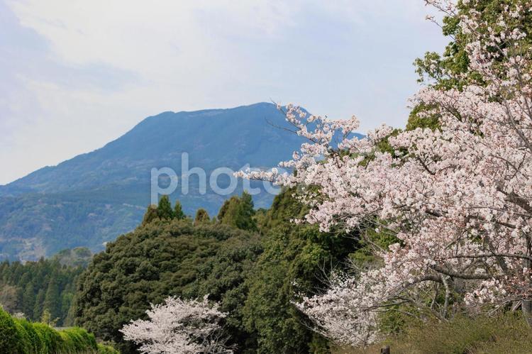 桜の咲く田舎の公園 桜,春,満開の写真素材