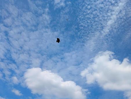 青空とトンボ 青空とトンボの写真