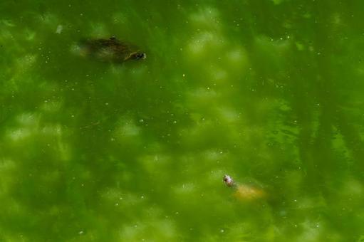 Photo, turtle, mississippi red turtle, green turtle, 