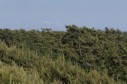 防風林 防風林,松,松林の写真素材