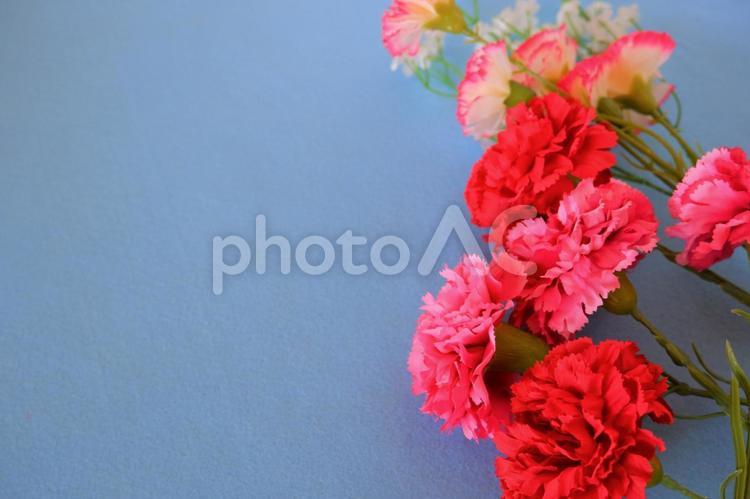 母の日のカーネーション カーネーション,母の日,花の写真素材