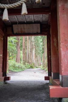 戸隠神社 奥社 参道の風景5 戸隠神社 奥社 参道の風景5 戸隠神社,奥社,参道の写真素材
