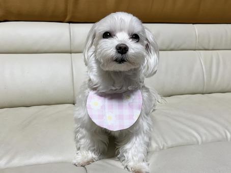 犬のスタイ 犬のスタイ 犬,マルチーズ,スタイの写真素材