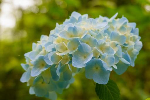 淡い青が美しいアジサイの花房 淡い青が美しいアジサイの花房 アジサイ,紫陽花,花の写真素材