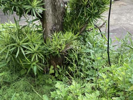 槙の木と雑草と黒い紐 槙の木と雑草と黒い紐の写真
