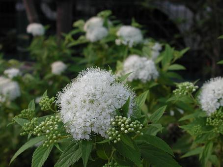 シモツケ・下野　マクロ 親しまれる,ブーケ状,小花集合の写真素材