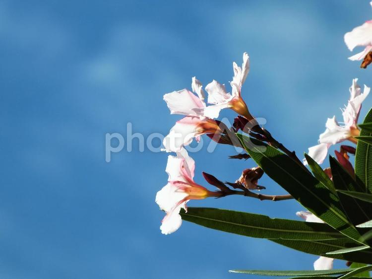 秋晴れに咲く夾竹桃の花 キョウチクトウ,夾竹桃,ピンクの花の写真素材