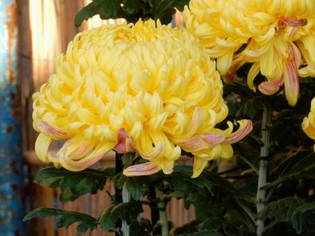 【風景写真】福山菊花展覧会の風景 キク,菊,菊花展の写真素材