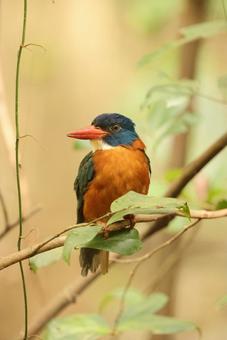 チャバラショウビン チャバラショウビン チャバラショウビン,翡翠,野鳥の写真素材