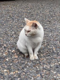 砂利に佇む猫 砂利に佇む猫の写真