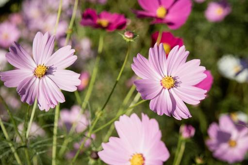 秋風に揺れるコスモスの花 秋風に揺れるコスモスの花の写真
