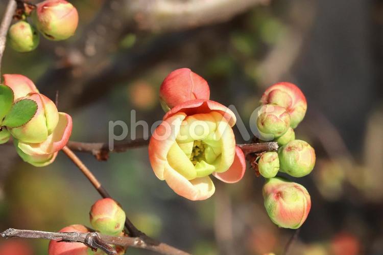 ボケの花開花 春,自然,赤の写真素材