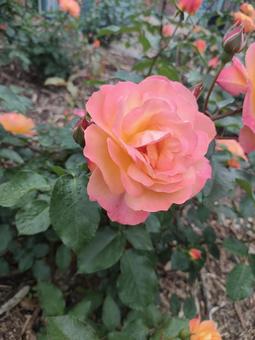 バラ バラ バラ,水滴,花の写真素材