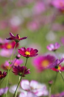コスモス コスモス 秋,季節,花の写真素材