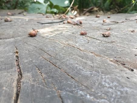 切り株に並ぶどんぐり 切り株に並ぶどんぐり どんぐり,切り株,年輪の写真素材