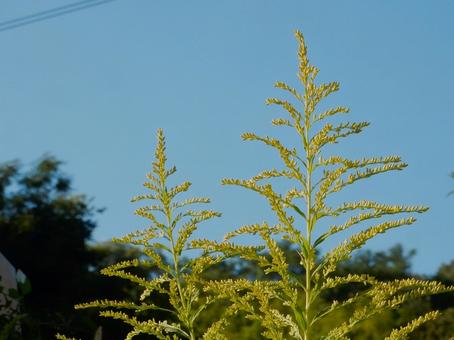 【花の写真】セイタカアワダチソウ 【花の写真】セイタカアワダチソウの写真