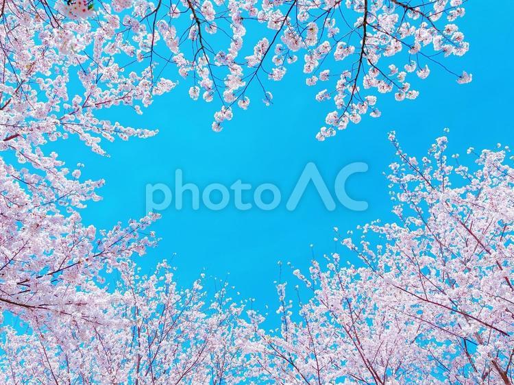見上げる空と桜 サクラ,花,風景の写真素材