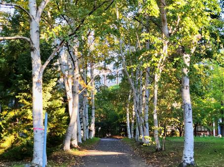 白樺並木 北海道大学 白樺並木 北海道大学の写真
