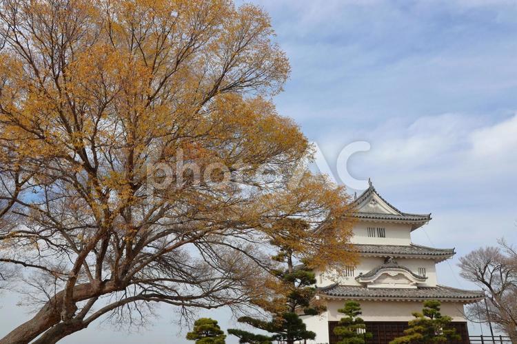 １２月上旬の丸亀城と紅葉 背景,紅葉,葉の写真素材