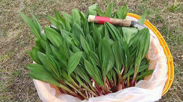 行者にんにく 行者にんにくの写真