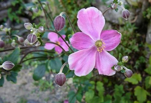 「秋明菊(シュウメイギク)」 「秋明菊(シュウメイギク)」の写真