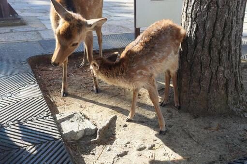鹿の親子（奈良公園） 鹿,動物,かわいいの写真素材