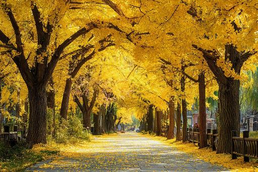 晴れた日の美しい黄金色の並木道の写真