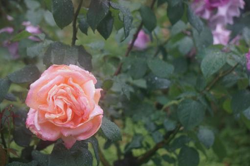 薔薇 薔薇の写真