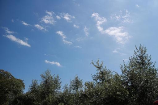 木々 木々 空,風景,シルエットの写真素材