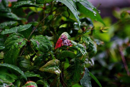 庭木と雨滴 雨滴,水,しずくの写真素材