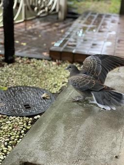 飛び立つ鳩 飛び立つ鳩の写真