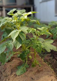 じゃがいも 畑,畝,土の写真素材