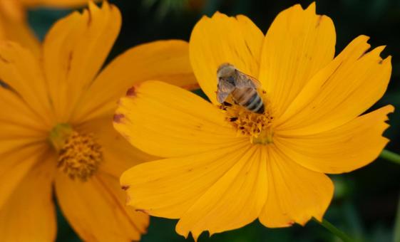 黄金の花と蜜蜂の舞踊 花,蜜,ミツバチの写真素材