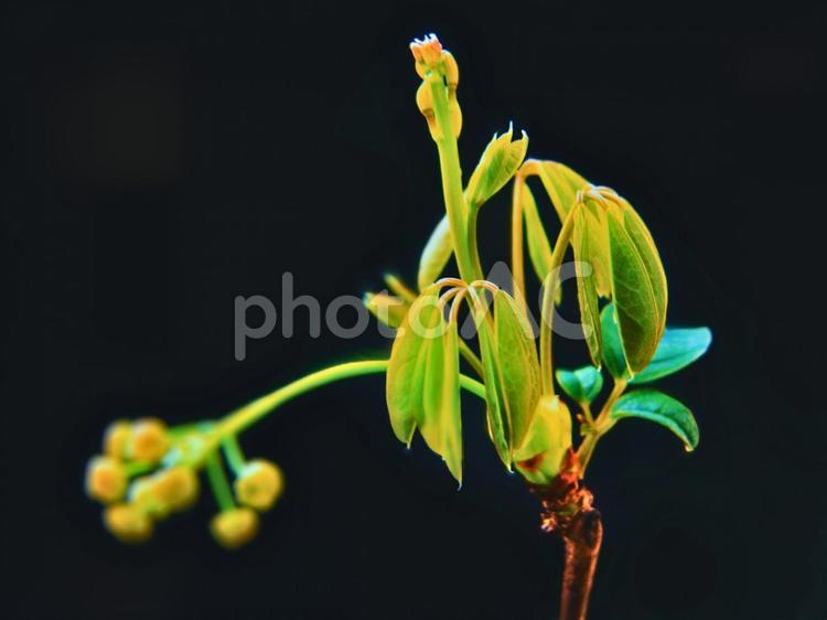 アケビ　新芽と蕾 あけび,花,新葉の写真素材