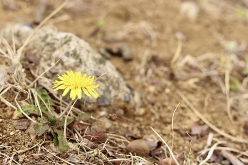 1輪だけ咲くたんぽぽ 花,たんぽぽ,タンポポの写真素材