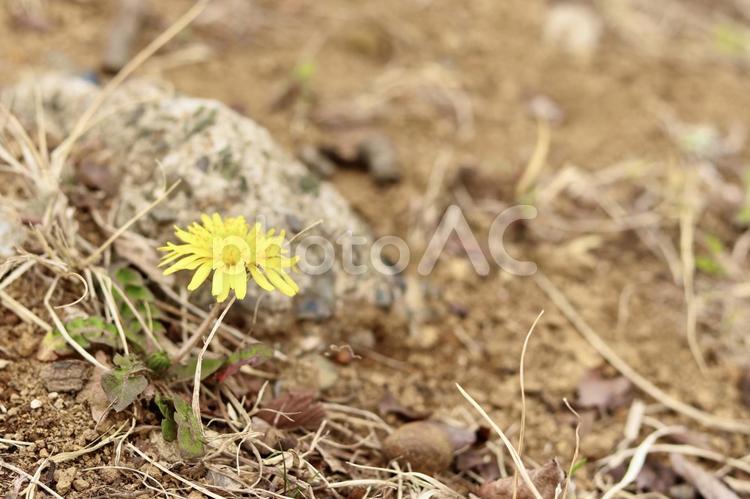 1輪だけ咲くたんぽぽ 花,たんぽぽ,タンポポの写真素材