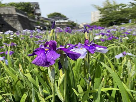 高瀬裏川花しょうぶ 花しょうぶ,初夏,川辺の風景の写真素材