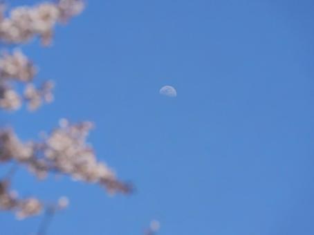 青空に映える桜と昼の月の写真