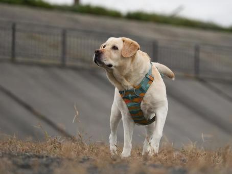ラブラドールレトリバー ラブラドールレトリバー 犬,ラブラドール,ラブラドールレトリバーの写真素材