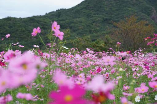 コスモス便り2025の写真