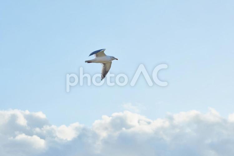 カモメと青空と雲 カモメ,かもめ,鴎の写真素材