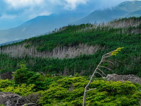 北八ヶ岳の縞枯れ現象 シラビソ,八ヶ岳,にゅうの写真素材
