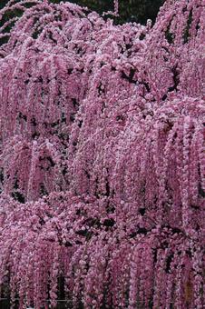 ウメの花 ウメの花の写真