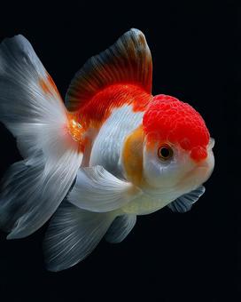 水中を舞うような金魚の美しい姿 水中を舞うような金魚の美しい姿の写真