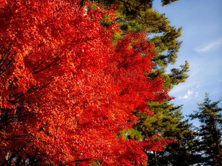 燃えるような赤い紅葉 もみじ,秋,晩秋の写真素材