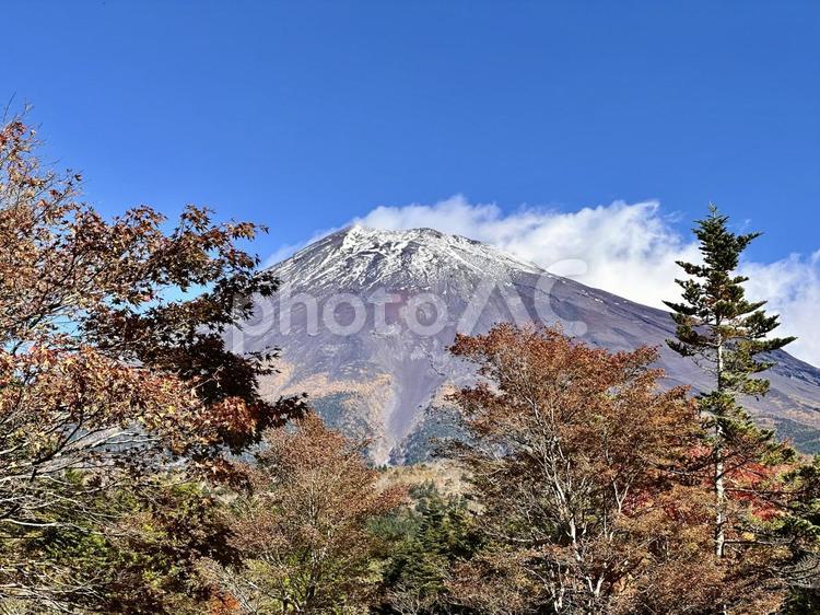 秋晴れの空と紅葉と富士山 富士山,紅葉,もみじの写真素材