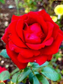 薔薇 薔薇,バラ園,バラの写真素材